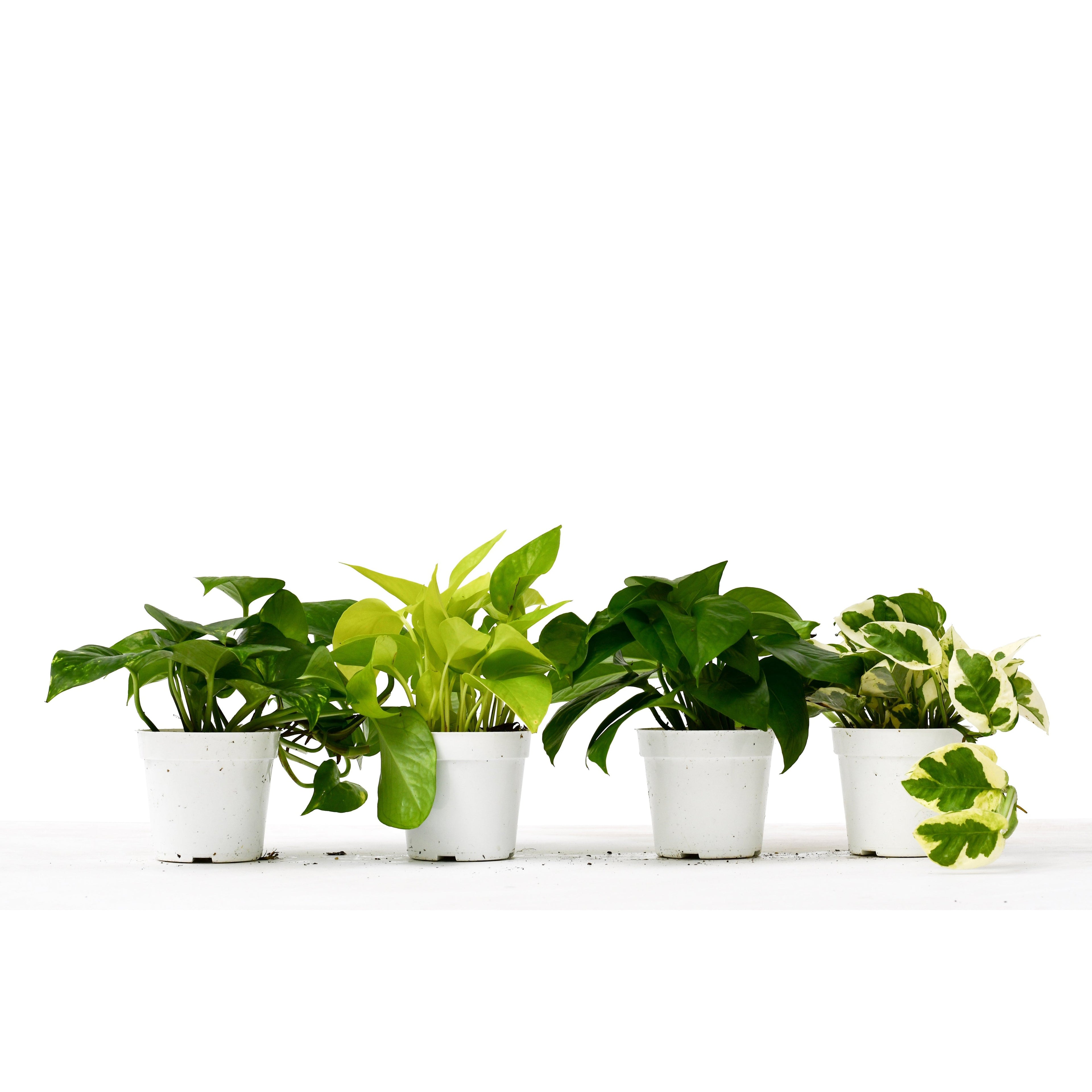 4 Different Pothos Plants in 4" Pots - Live House Plant 4" Plant (4pk/$2) ($13 Ship/47oz) 4" Pot Austin Jungle Co.