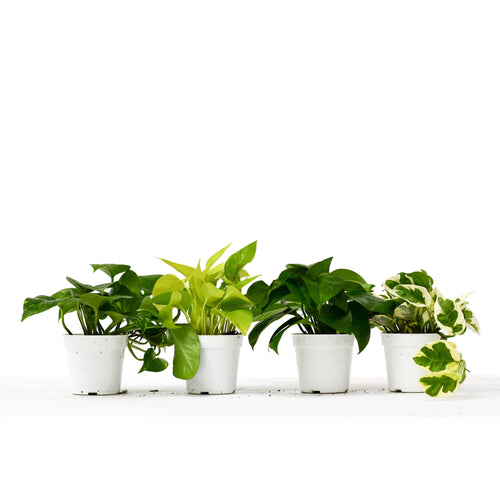 4 Different Pothos Plants in 4" Pots - Live House Plant 4" Plant (4pk/$2) ($13 Ship/47oz) 4" Pot Austin Jungle Co.
