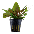 Cryptocoryne 'Tropica' Default Title Austin Jungle Co.