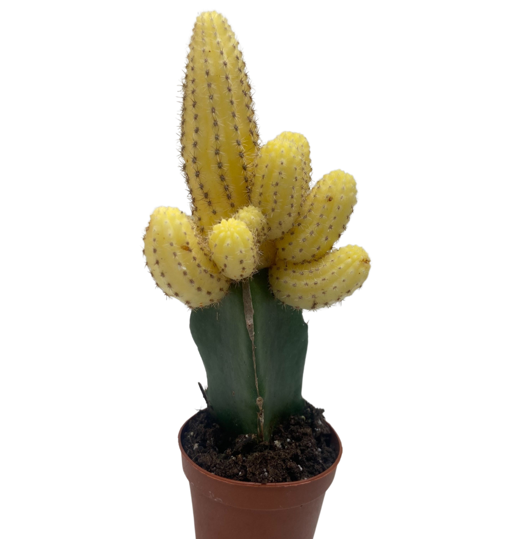 Cactus Graft Yellow Indoor Plants 2" Pot Austin Jungle Co.