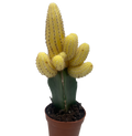Cactus Graft Yellow Indoor Plants 2" Pot Austin Jungle Co.