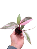 Philodendron 'Marble Pink Princess'