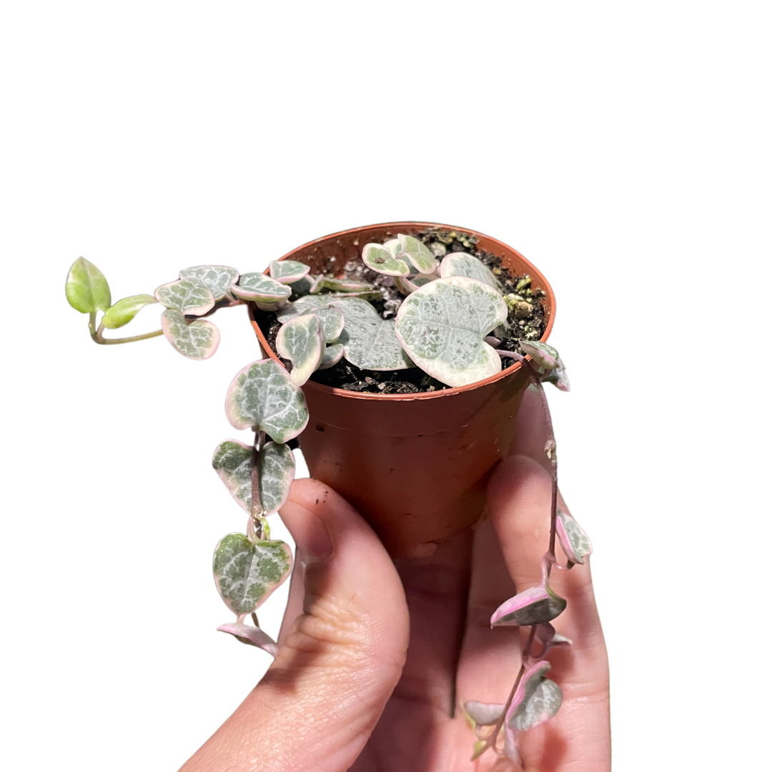String of Hearts Variegated 2" Pot Austin Jungle Co.