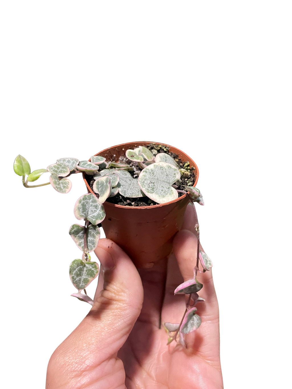 String of Hearts Variegated 2" Pot Austin Jungle Co.
