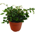 Button Fern 4" Plant 4" Pot Austin Jungle Co.