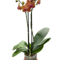 Orchid 'Orange Phalaenopsis'