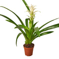 Bromeliad Guzmania 'White' Default 4" Pot Austin Jungle Co.