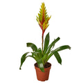 Bromeliad Vriesea 'Energy' 4" Plant 4" Pot Austin Jungle Co.