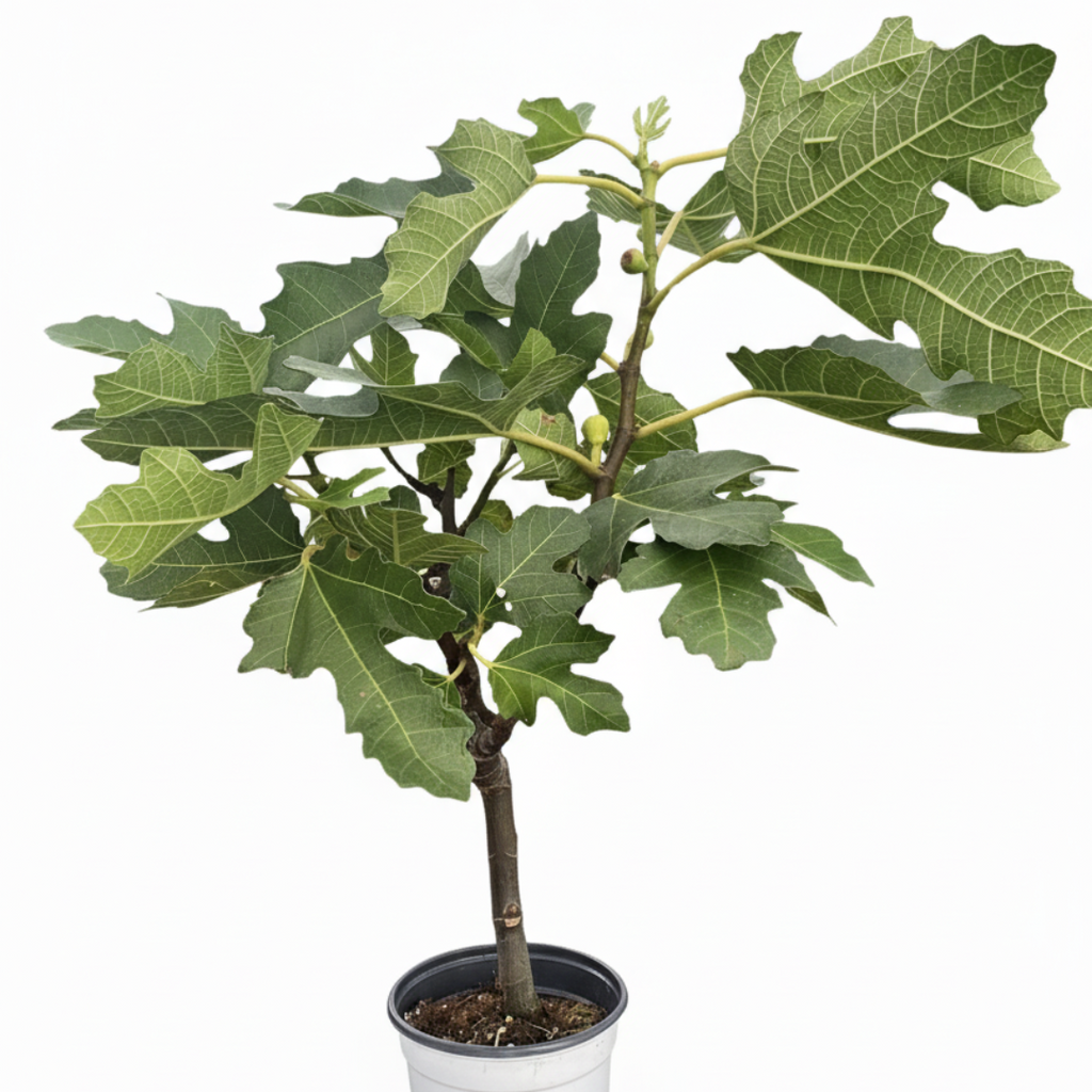 ED Fig Indoor Plants 4" Pot Austin Jungle Co.