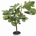 ED Fig Indoor Plants 4" Pot Austin Jungle Co.
