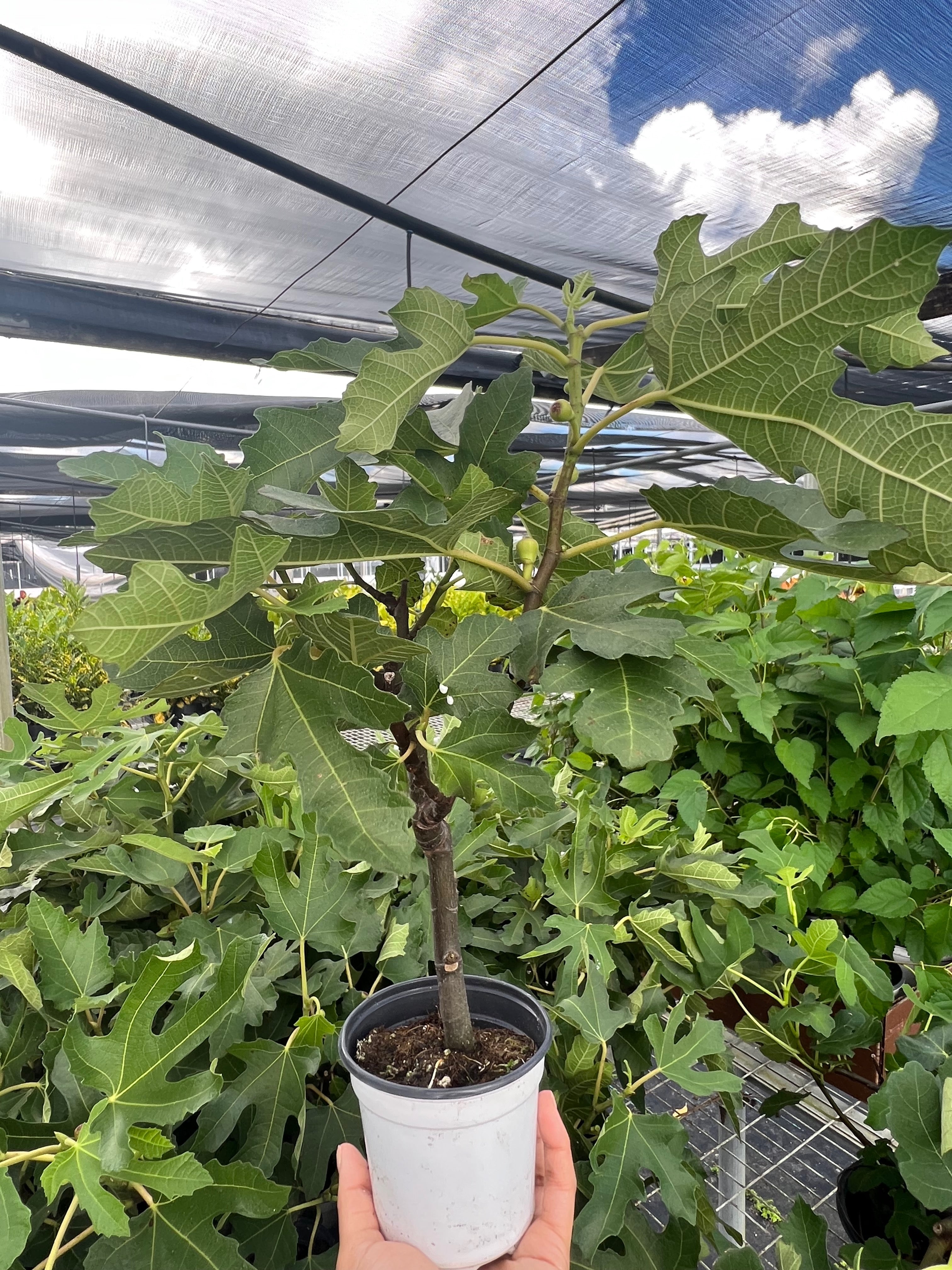 ED Fig Indoor Plants 4" Pot Austin Jungle Co.