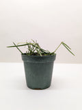 Hoya Insularis 4" Plant 4" Pot Austin Jungle Co.