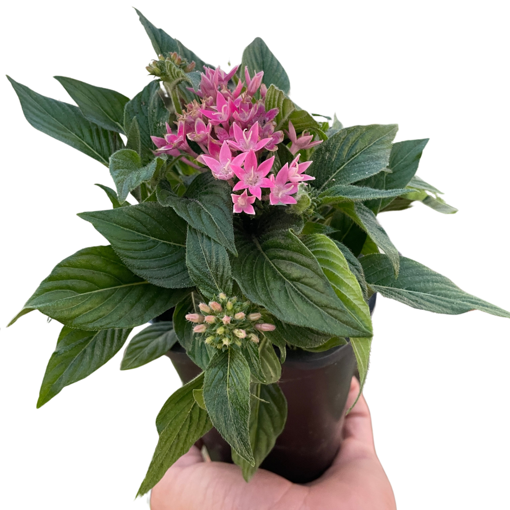 Penta Flowering 4" Pot / Pink Austin Jungle Co.