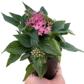 Penta Flowering 4" Pot / Pink Austin Jungle Co.