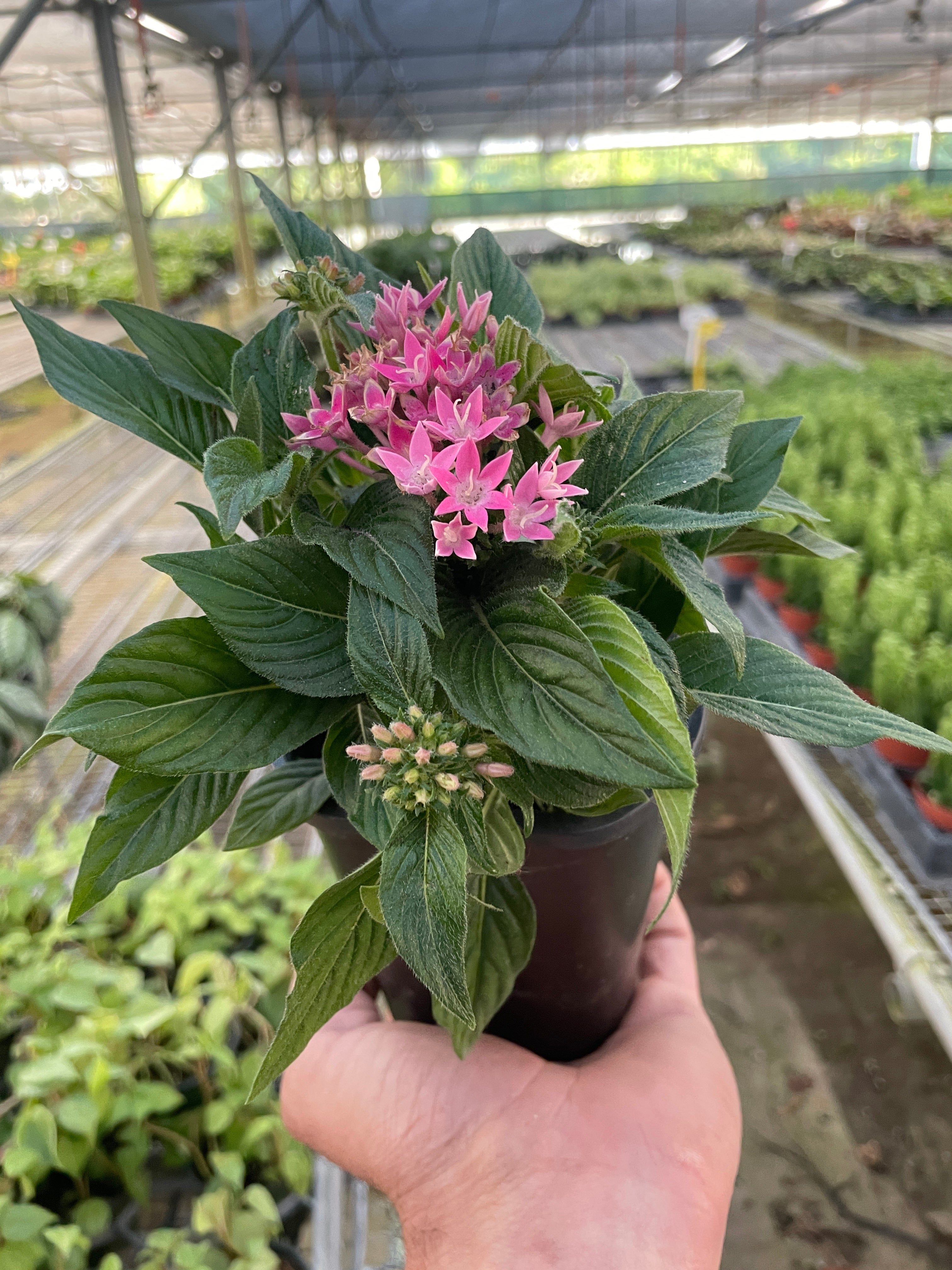 Penta Flowering 4" Pot / Pink Austin Jungle Co.