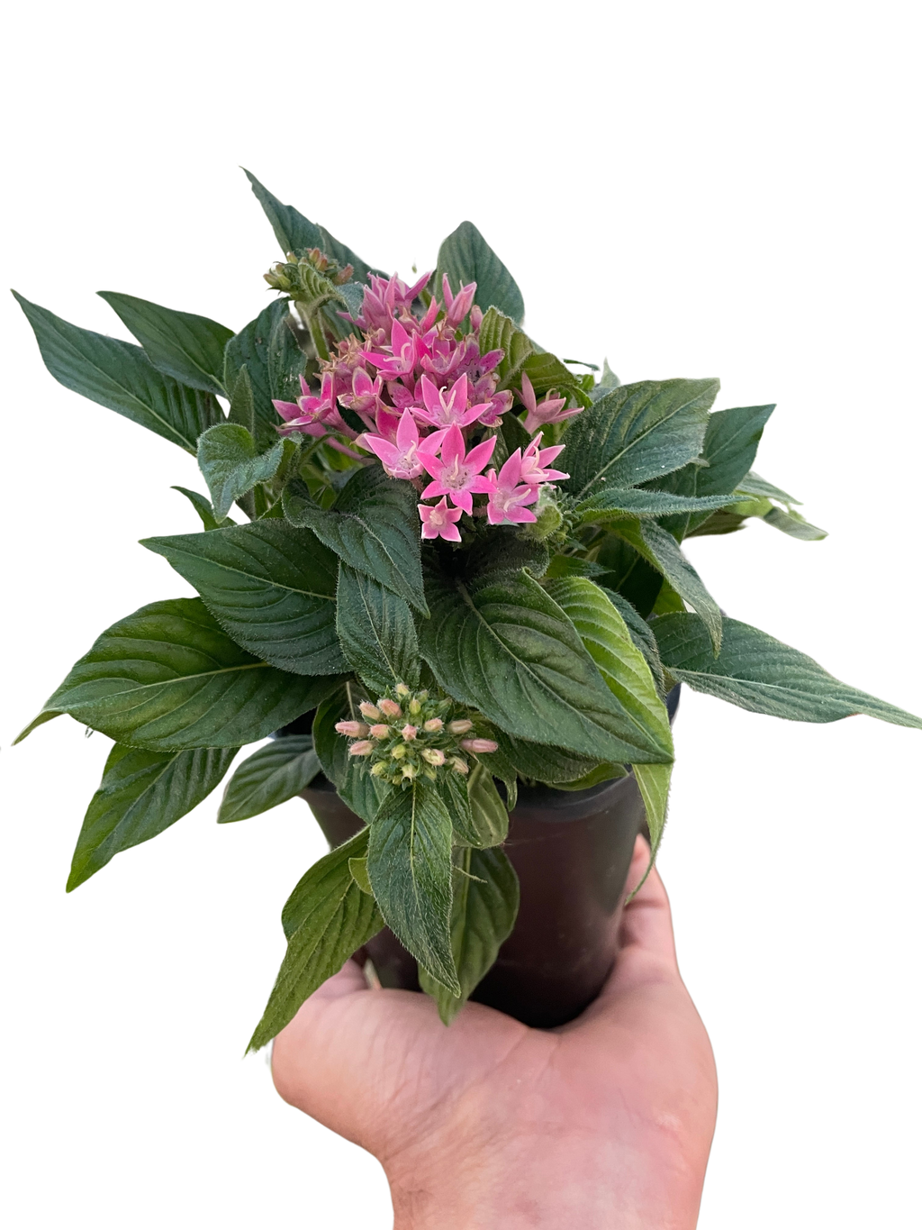 Penta Flowering 4" Pot / Pink Austin Jungle Co.