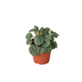 Peperomia 'Burbella' 4" Pot Austin Jungle Co.