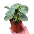 Peperomia 'Felted' Indoor Plants 4" Pot Austin Jungle Co.