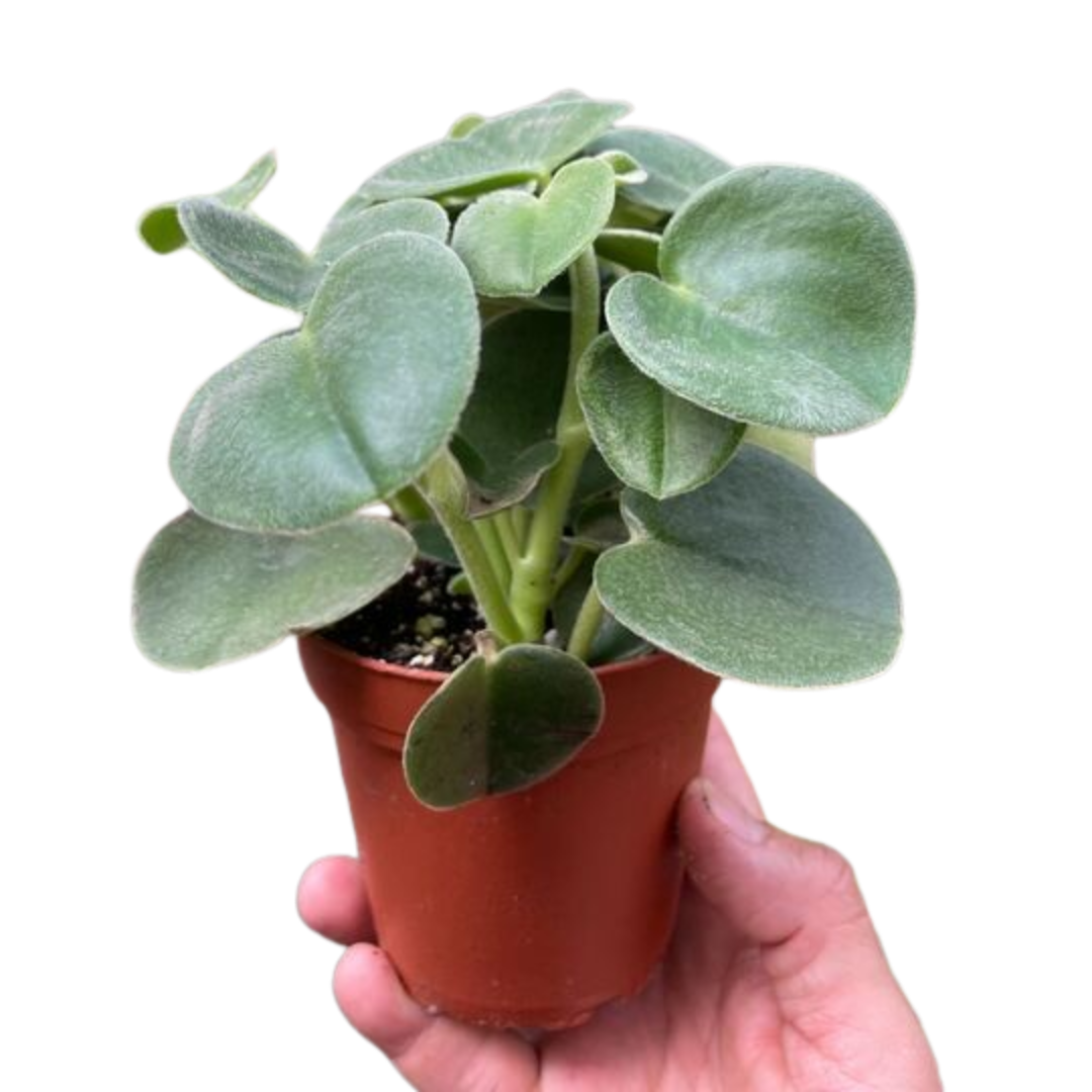 Peperomia 'Felted' Indoor Plants 4" Pot Austin Jungle Co.