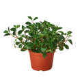 Peperomia 'Glabella' Indoor Plants 3" Pot Austin Jungle Co.