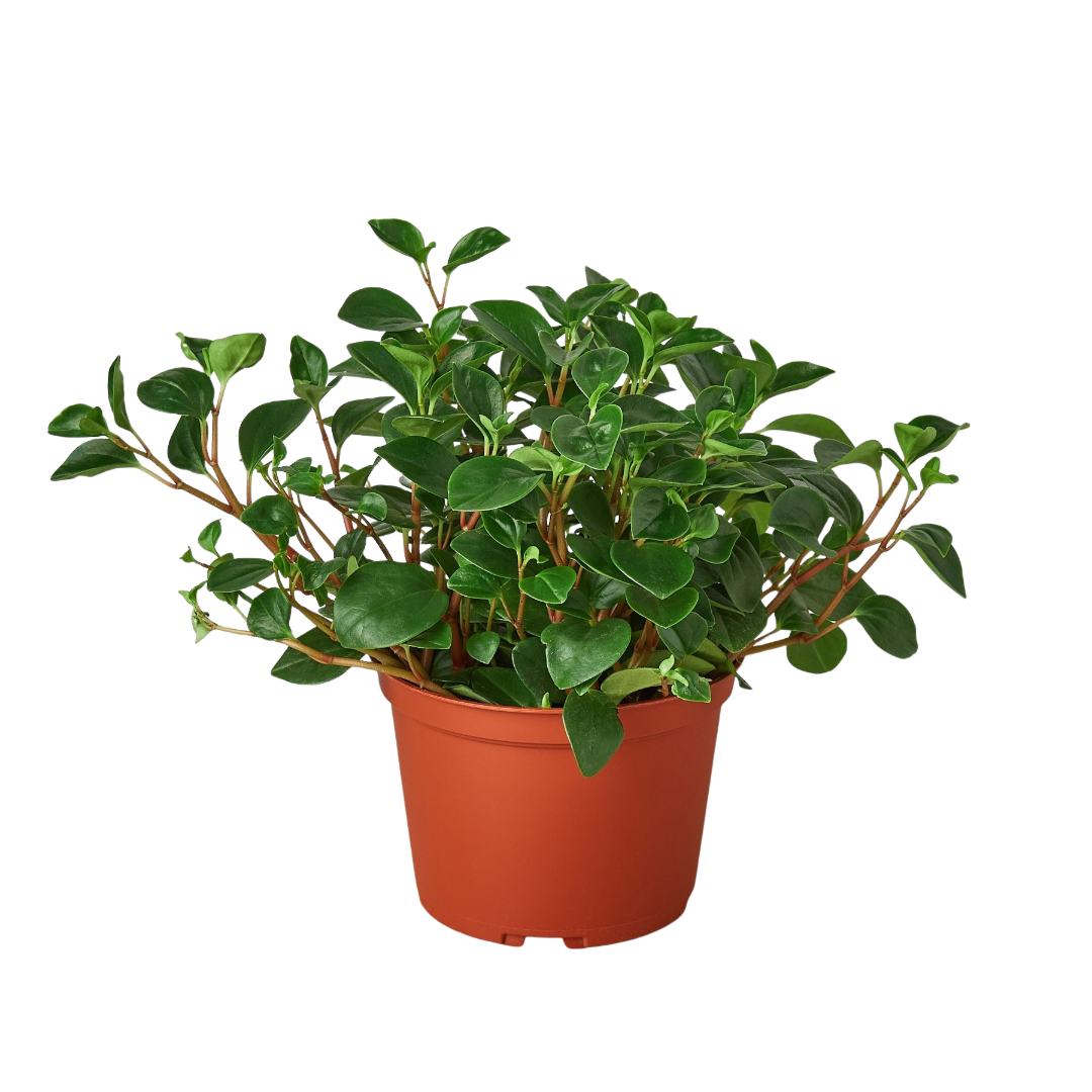 Peperomia 'Glabella' Indoor Plants 3" Pot Austin Jungle Co.