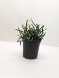 Succulent Cactus 'Mistletoe' Succulent 4" Pot Austin Jungle Co.