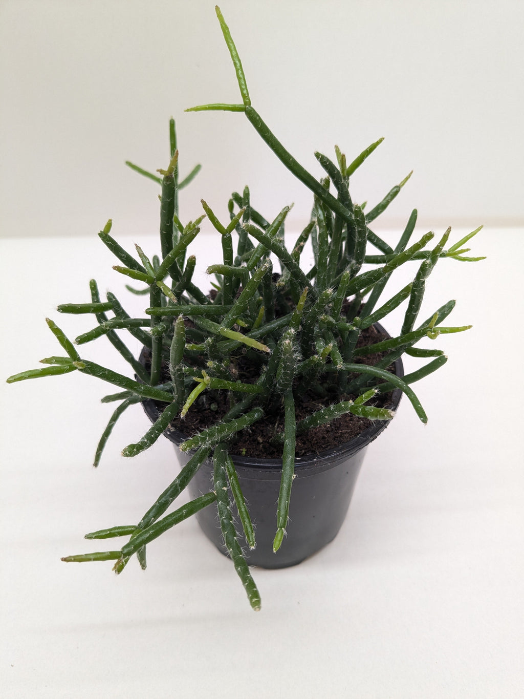 Succulent Cactus 'Mistletoe' Succulent 4" Pot Austin Jungle Co.