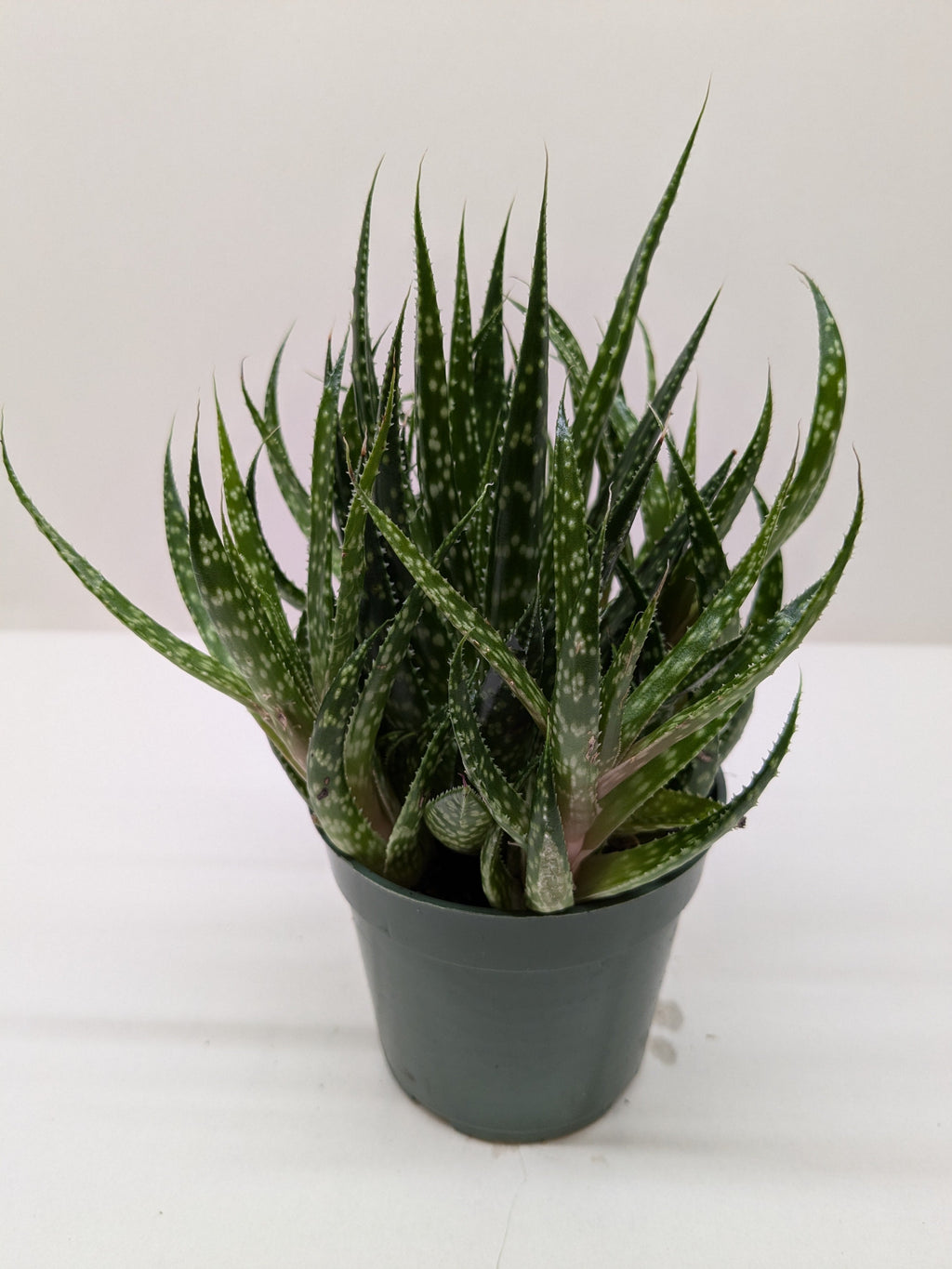 Succulent Gasteria Zimflora 4" Pot Austin Jungle Co.