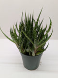 Succulent Gasteria Zimflora 4" Pot Austin Jungle Co.
