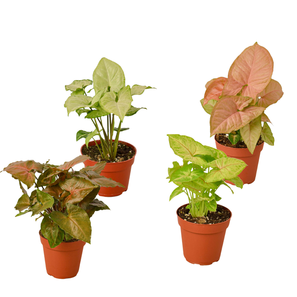 4 Different Syngonium Plants - Arrowhead Plants / 4" Pot / Live Plant 4" Plant (4pk/$2) ($13 Ship/47oz) 4" Pot Austin Jungle Co.