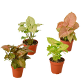 4 Different Syngonium Plants - Arrowhead Plants / 4" Pot / Live Plant 4" Plant (4pk/$2) ($13 Ship/47oz) 4" Pot Austin Jungle Co.