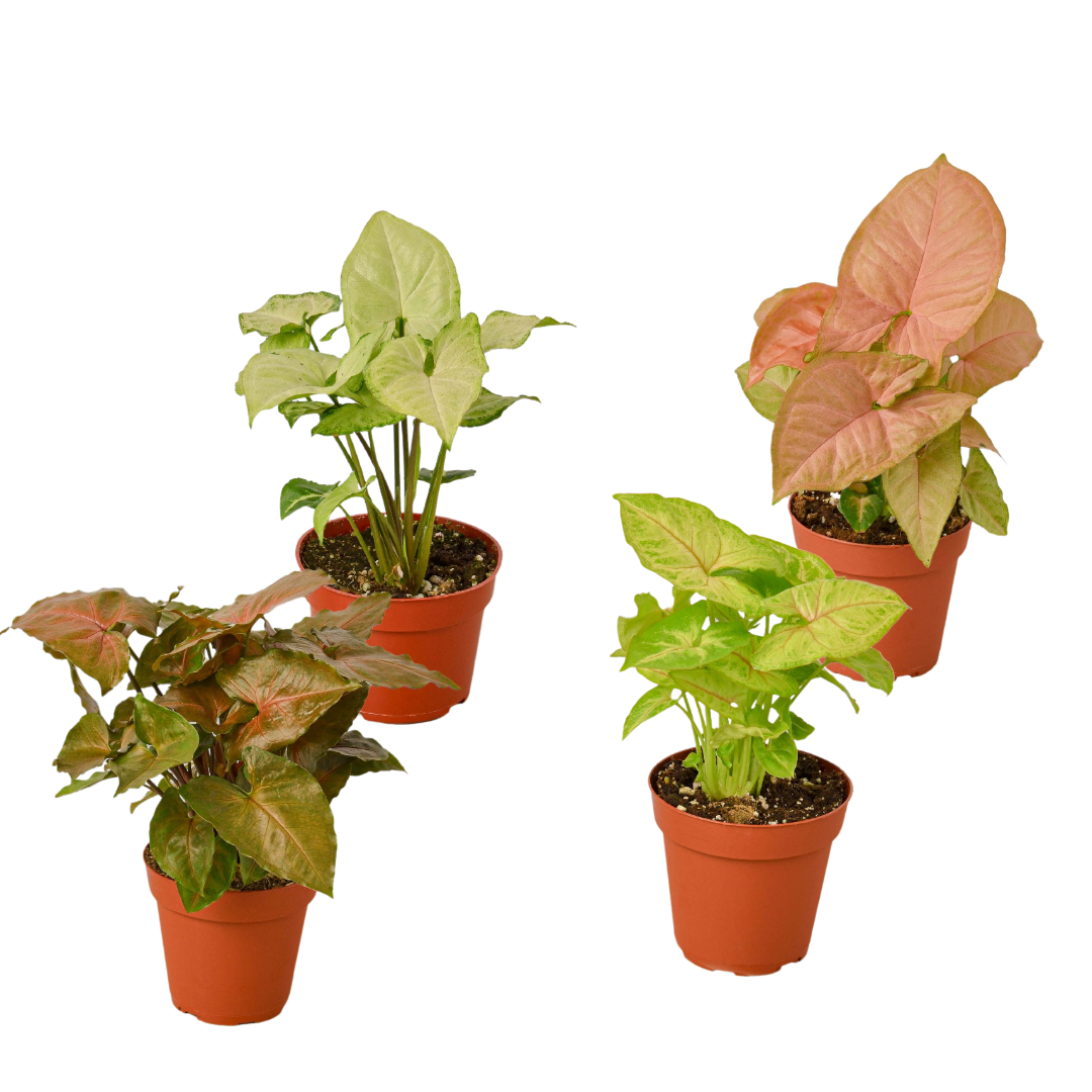 4 Different Syngonium Plants - Arrowhead Plants / 4" Pot / Live Plant 4" Plant (4pk/$2) ($13 Ship/47oz) 4" Pot Austin Jungle Co.
