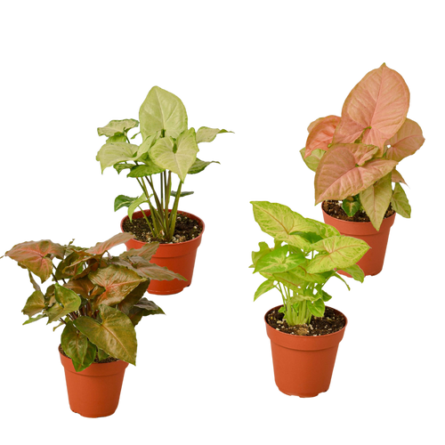 4 Different Syngonium Plants - Arrowhead Plants / 4" Pot / Live Plant 4" Plant (4pk/$2) ($13 Ship/47oz) 4" Pot Austin Jungle Co.