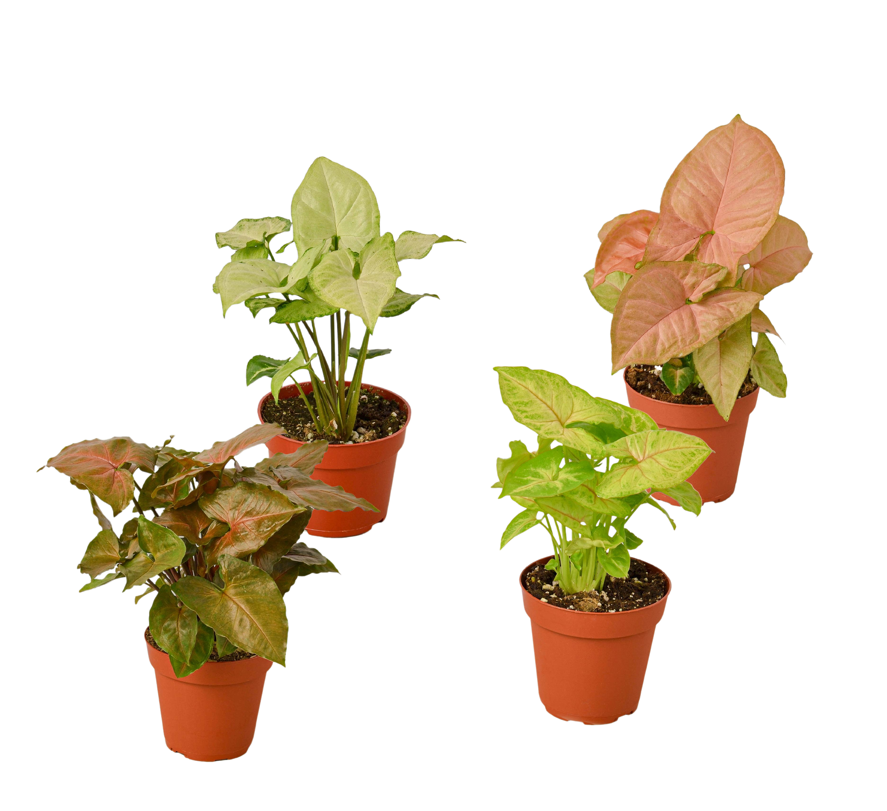 4 Different Syngonium Plants - Arrowhead Plants / 4" Pot / Live Plant 4" Plant (4pk/$2) ($13 Ship/47oz) 4" Pot Austin Jungle Co.