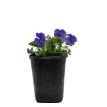 Viola 6" Plant (2pk/$4.5) ($15 Ship/63oz) 4" Pot / Blue Austin Jungle Co.