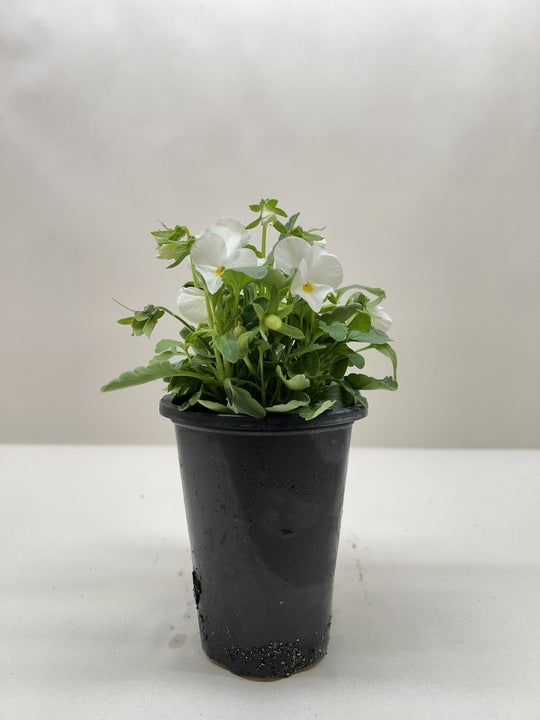 Viola 6" Plant (2pk/$4.5) ($15 Ship/63oz) 4" Pot / Blue Austin Jungle Co.