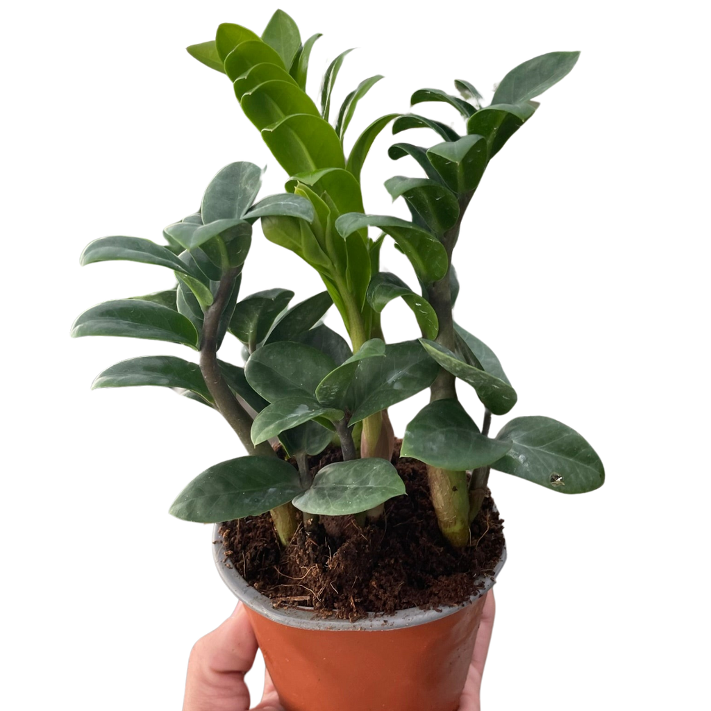 Zamioculcas zamiifolia 'Zenzi' Default 4" Pot Austin Jungle Co.