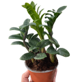 Zamioculcas zamiifolia 'Zenzi' Default 4" Pot Austin Jungle Co.