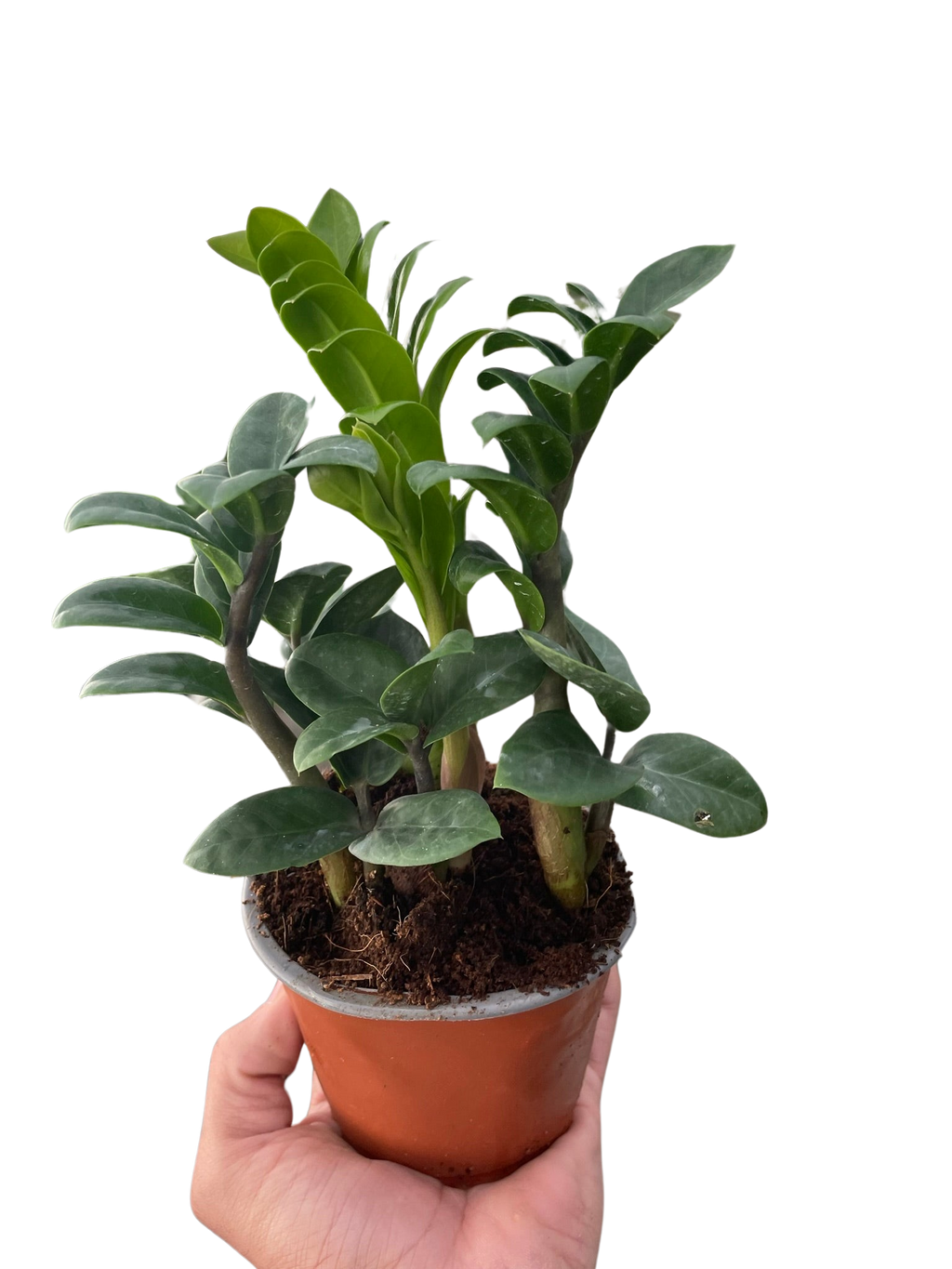 Zamioculcas zamiifolia 'Zenzi' Default 4" Pot Austin Jungle Co.