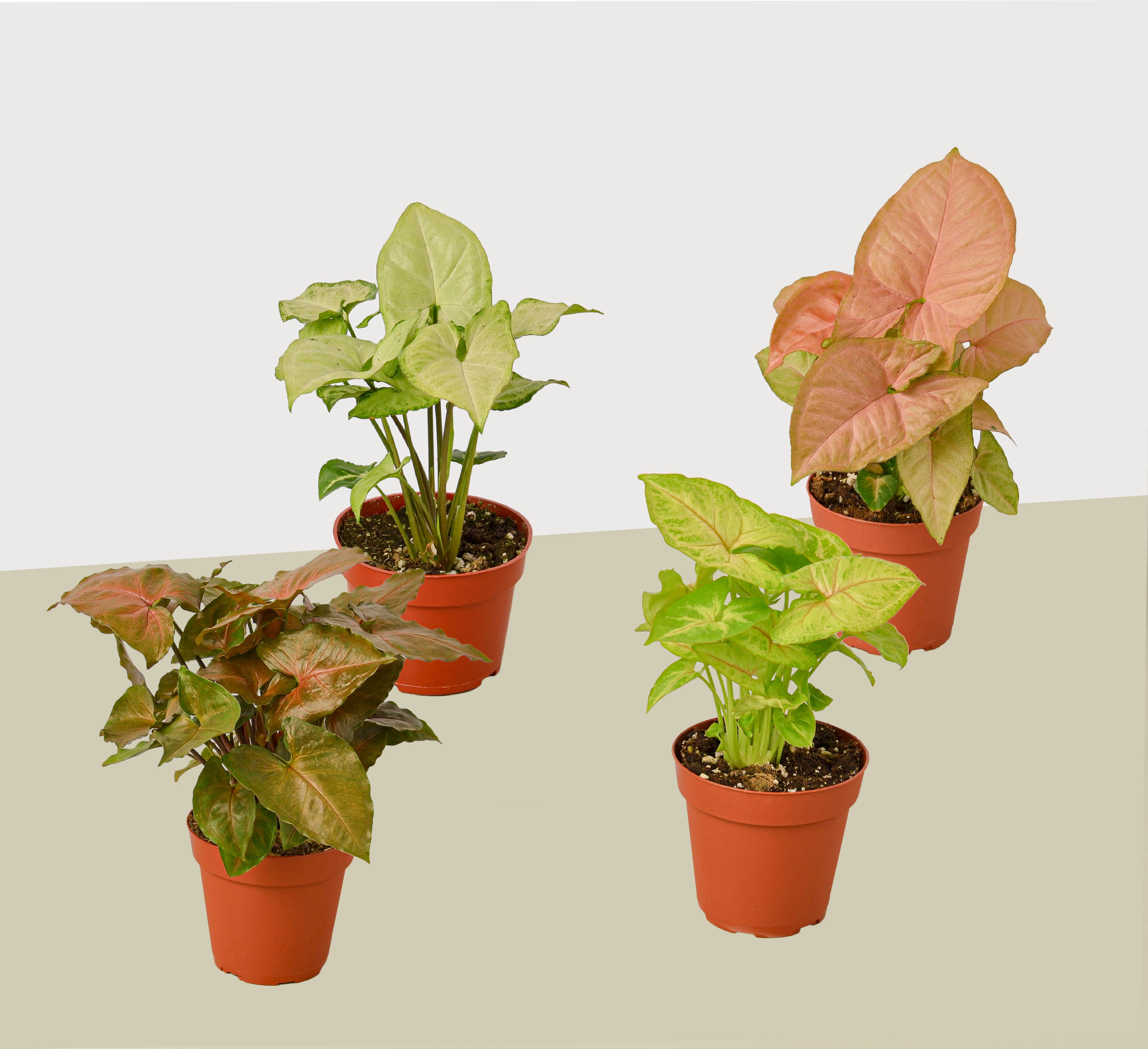 4 Different Syngonium Plants - Arrowhead Plants / 4" Pot / Live Plant 4" Plant (4pk/$2) ($13 Ship/47oz) 4" Pot Austin Jungle Co.