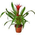 Guzmania Bromeliad 'Red' Default 4" Pot / Nursery Pot Austin Jungle Co.