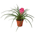Bromeliad Cyanea 'Pink Quill' Default 4" Pot Austin Jungle Co.