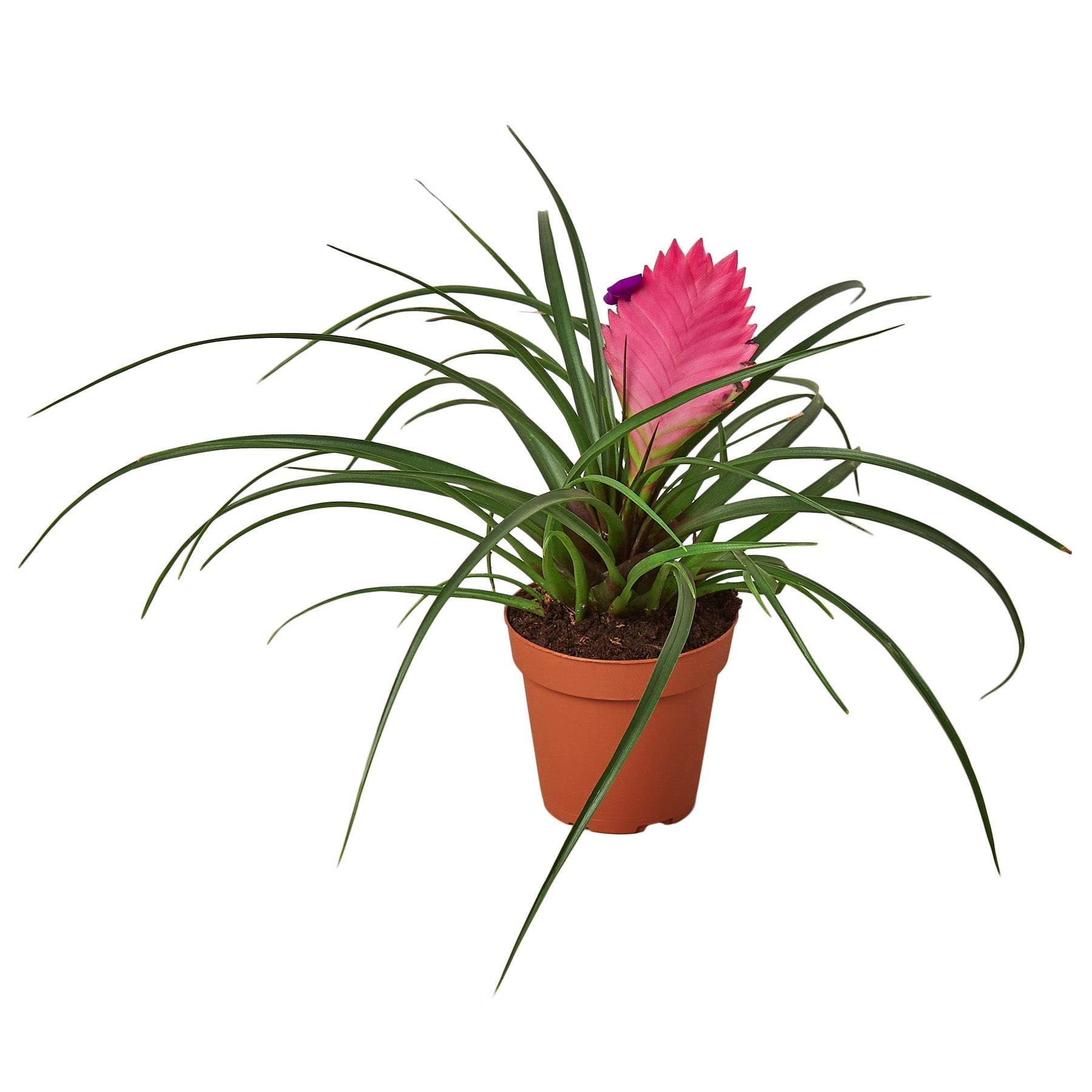 Bromeliad Cyanea 'Pink Quill' Default 4" Pot Austin Jungle Co.