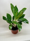 Chinese Evergreen 'White Stem' 6" Plant 6" Pot Austin Jungle Co.