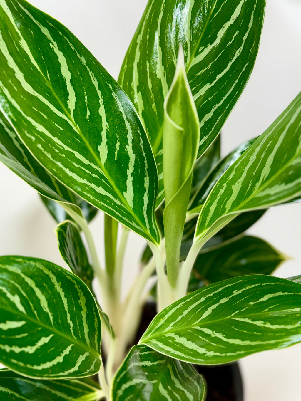 Chinese Evergreen 'White Stem' 6" Plant 6" Pot Austin Jungle Co.