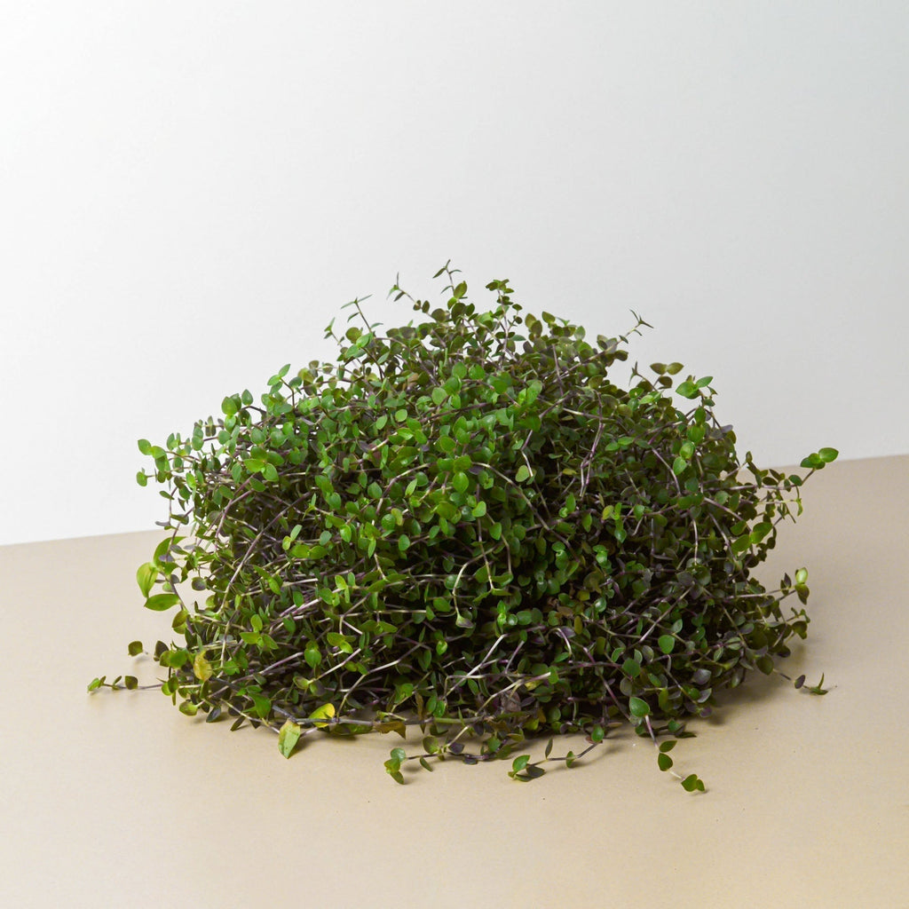Calasia Repens Indoor Plants 4" Pot Austin Jungle Co.