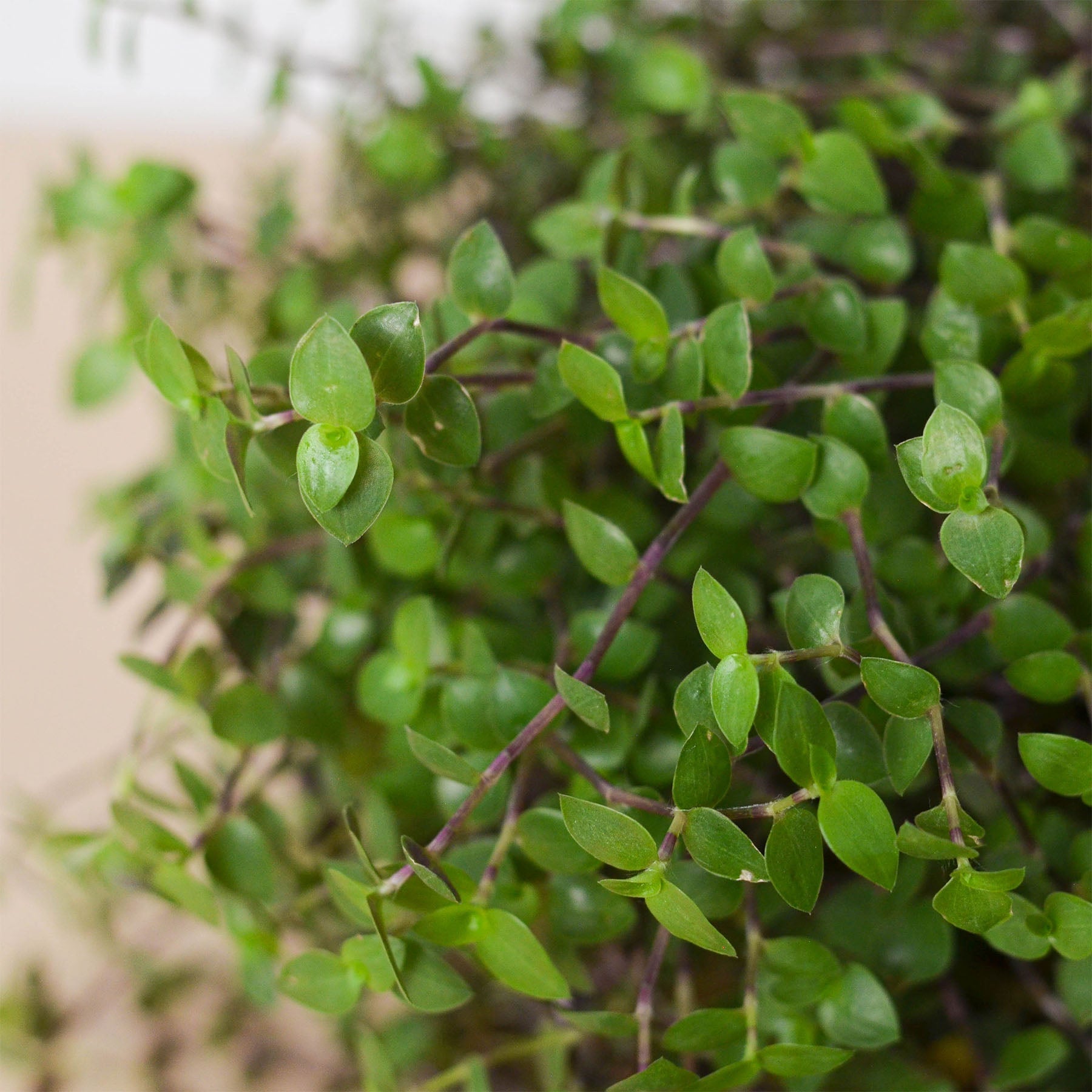 Calasia Repens Indoor Plants 4" Pot Austin Jungle Co.