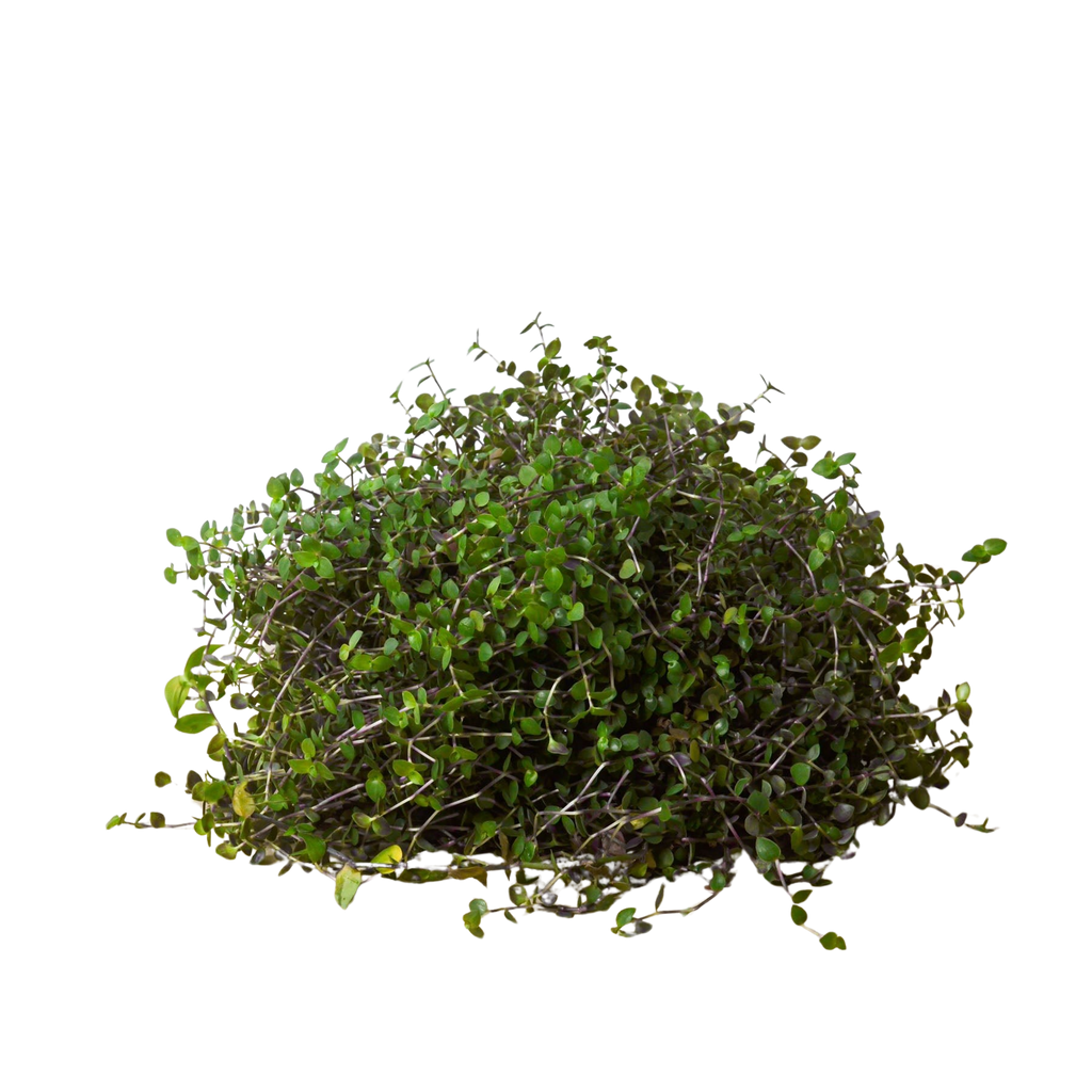 Calasia Repens Indoor Plants 4" Pot Austin Jungle Co.