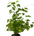 ED Mulberry Indoor Plants 6" Pot Austin Jungle Co.