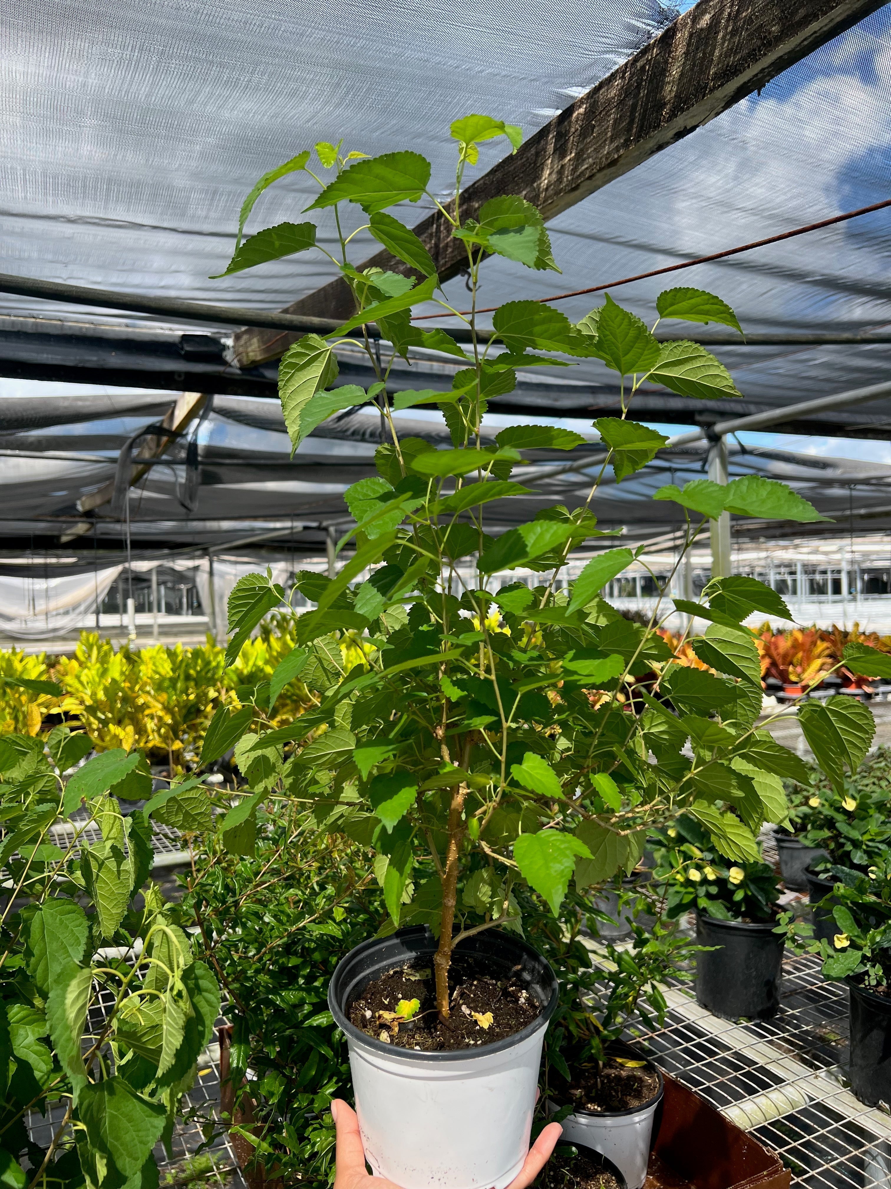 ED Mulberry Indoor Plants 6" Pot Austin Jungle Co.